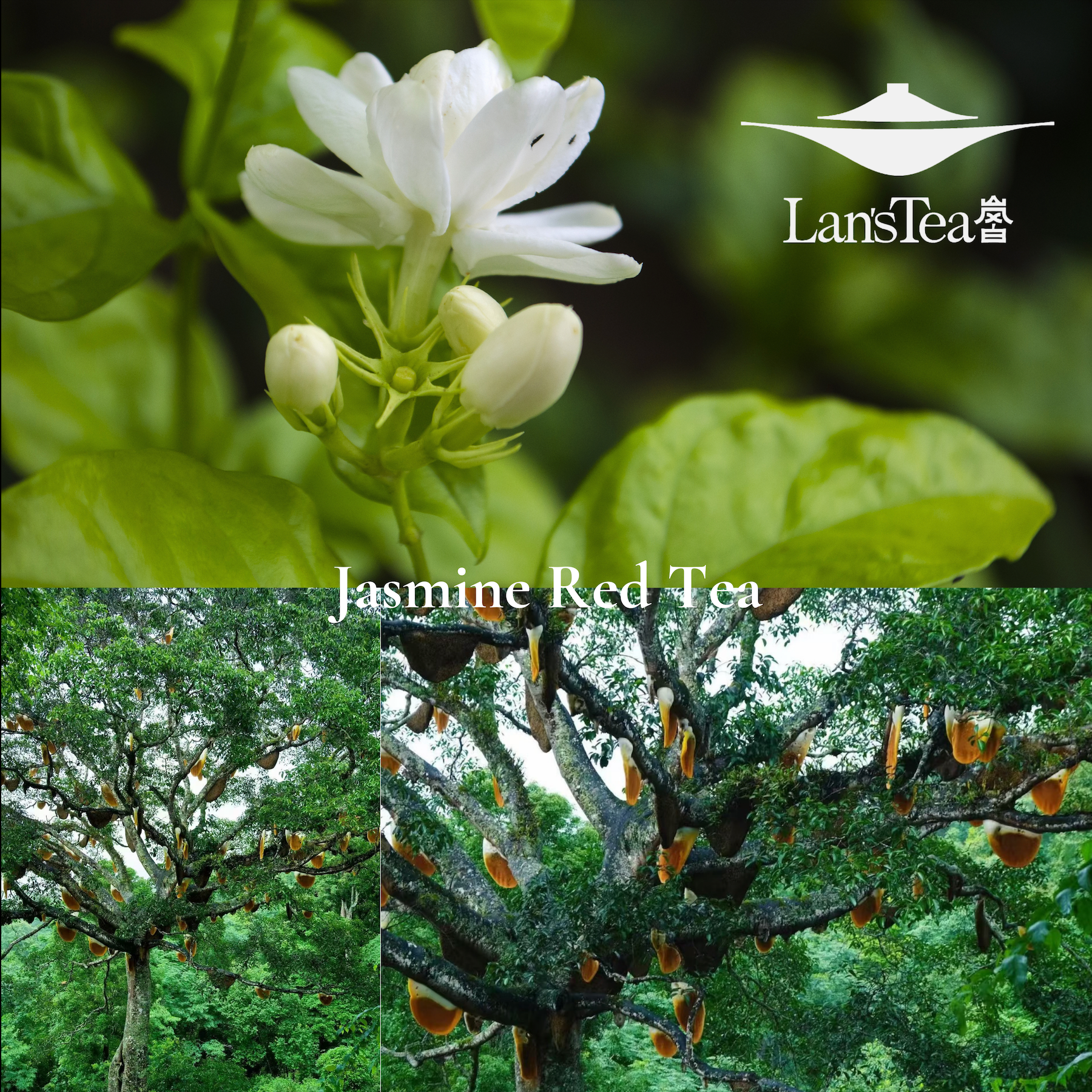 Jasmine Red Tea