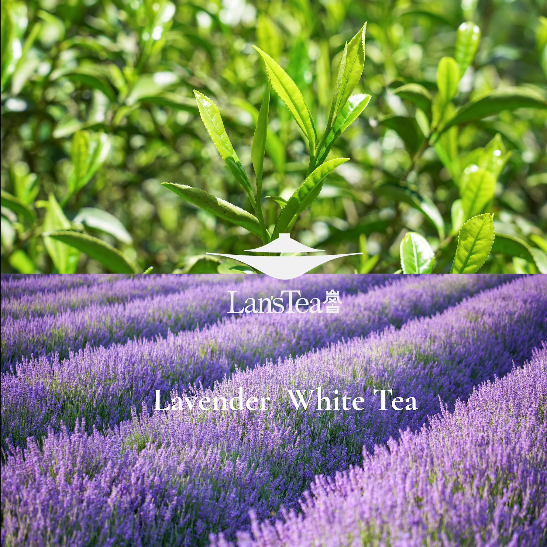 LAVENDER WHTE TEA