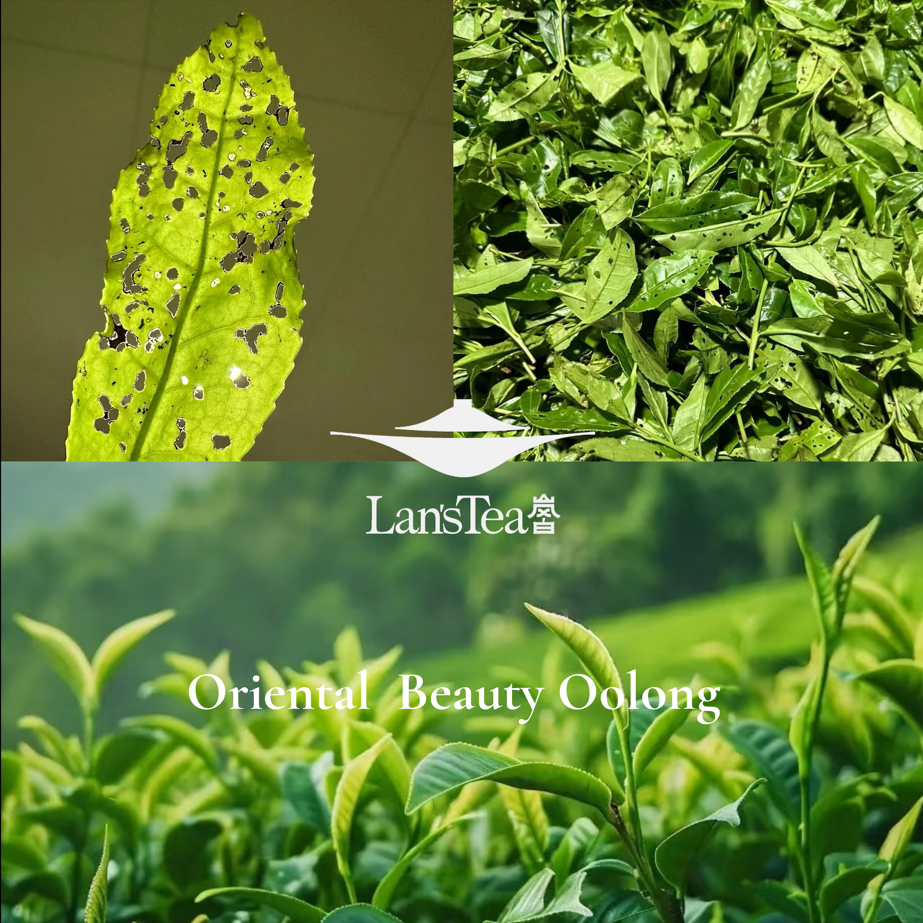 ORIENTAL BEAUTY OOLONG TEA