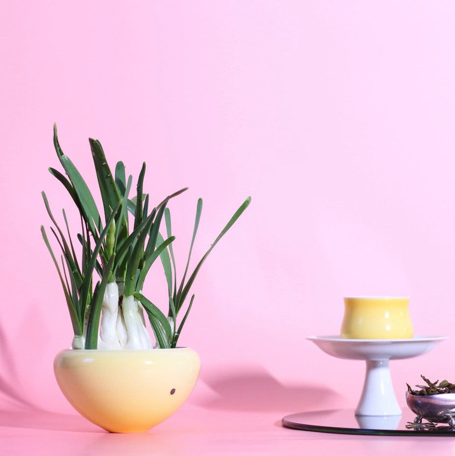 Narcissus Tea Cup — Golden Dawn